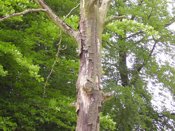 The dead tree..