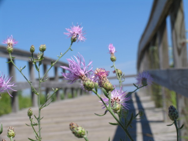 Boardwalk