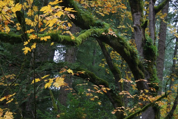 Enchanted Maple
