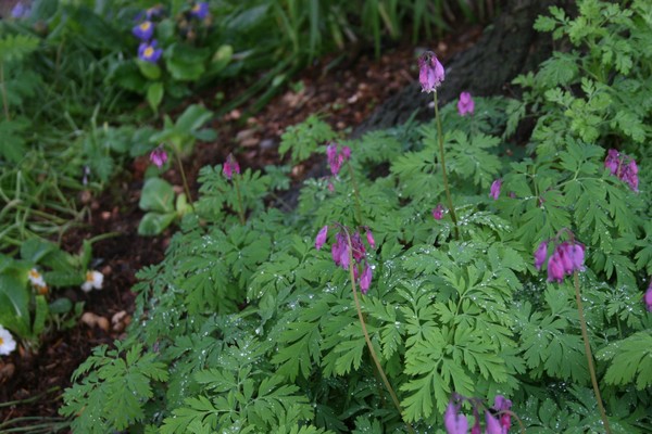 Wild Bleeding Heart