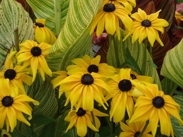 black eye susans