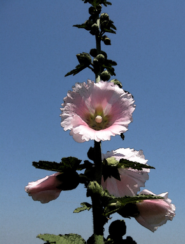 Hollyhock