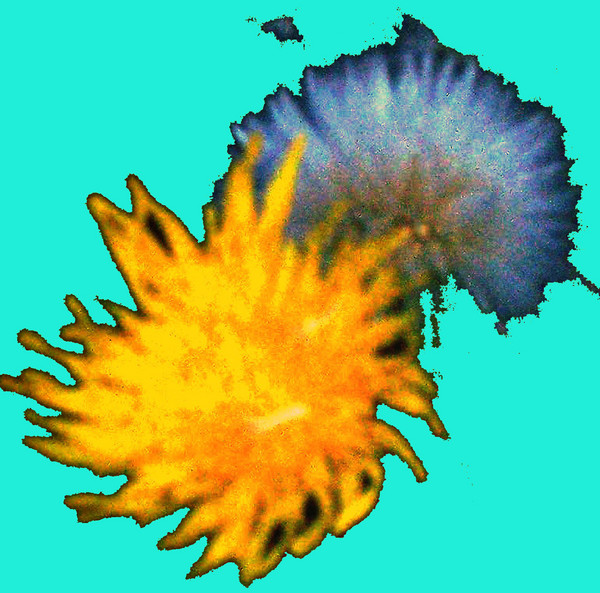 dandy lion