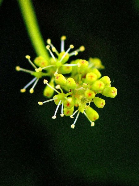 Macro