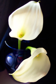 lilies