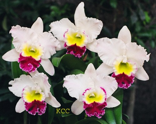 Orchid 3