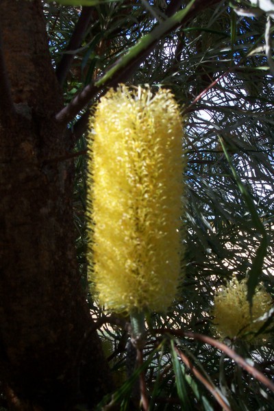 Banksia