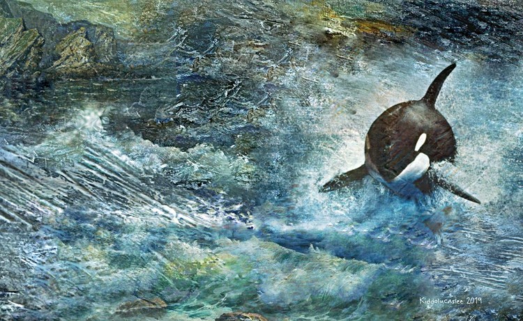 Killer Splash   * 2019 Kiddolucaslee