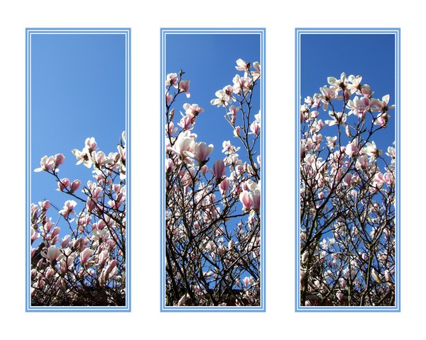 magnolias