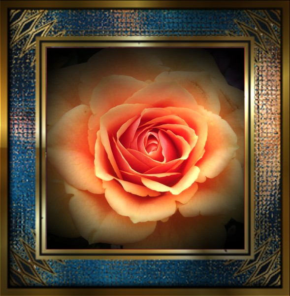 rose framed
