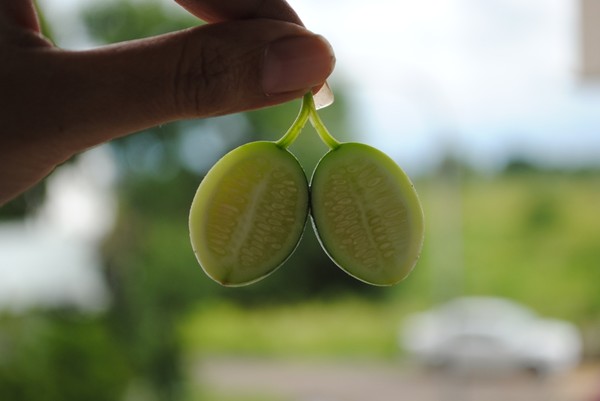 Water Melon-The miniature version