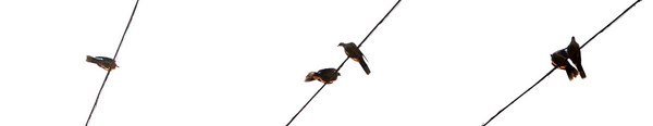 love story of pigeons