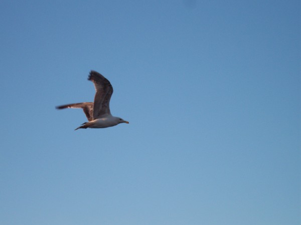 freedom