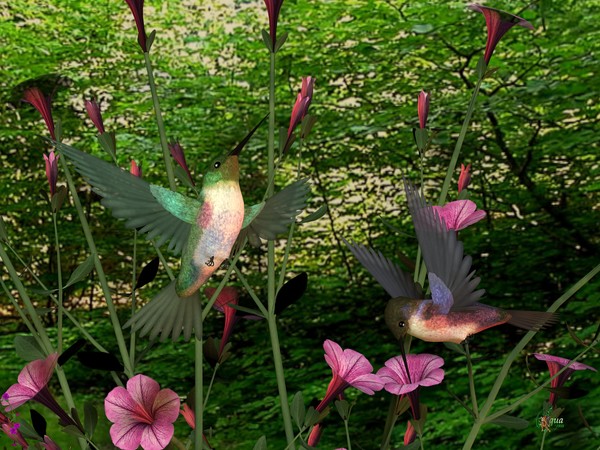 Hummingbird