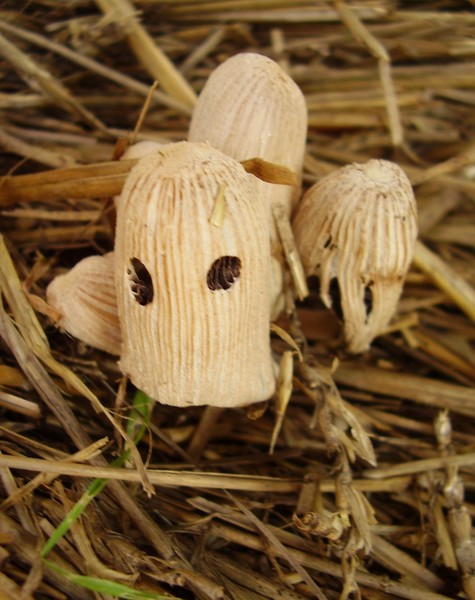 Haunted Ghost Shrooms