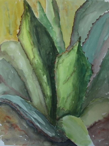 Agave in the Garden