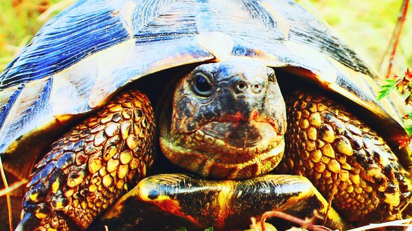 Turtle 3