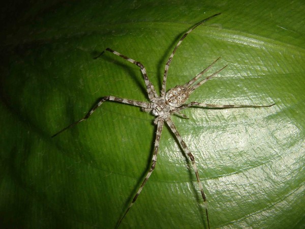 Spider