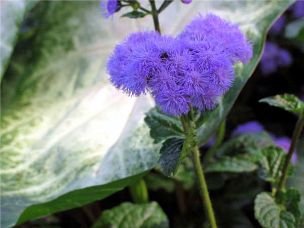 Purple Passion