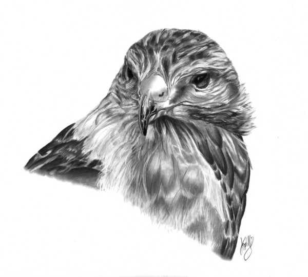 British Buzzard