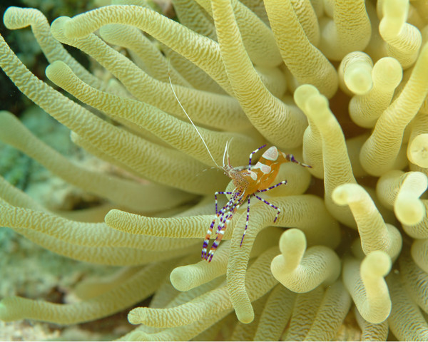 Anemone Shrimp