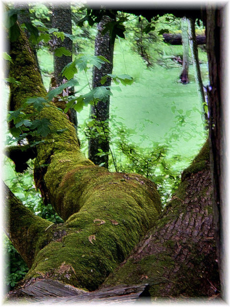The Hiding Place
