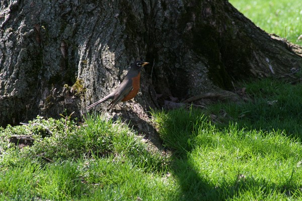 first Robin of spring