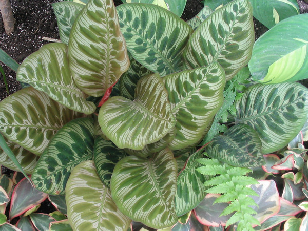 Leaf Patterns