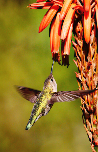 hummingbird