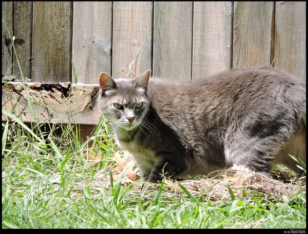 Colter the Cat by James Anderson | ArtWanted.com