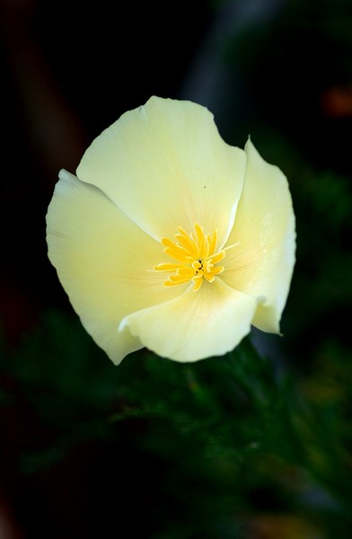 Custard Poppy
