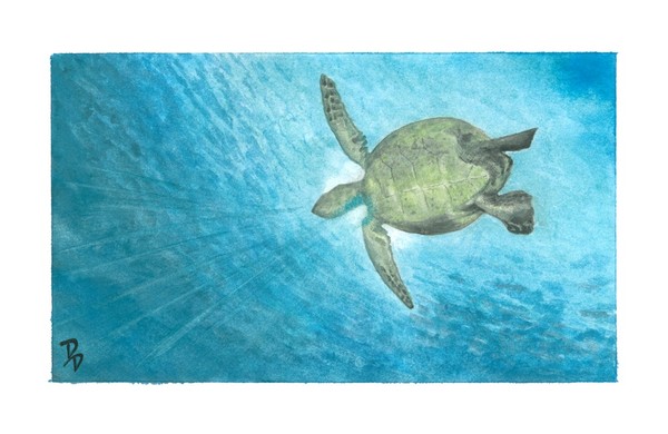 Sea Turtle 3 - Freedom