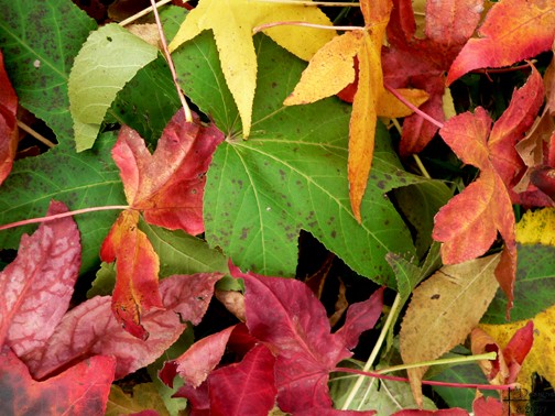Leaves