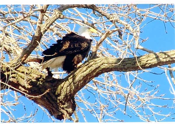 ruffled feathers