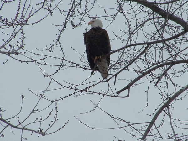 eagle a