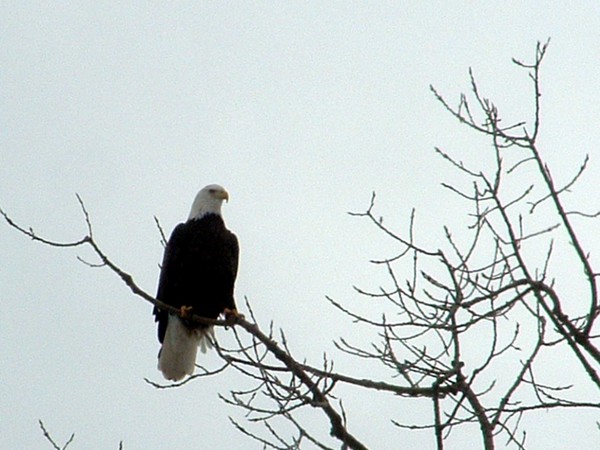 A National Watcher
