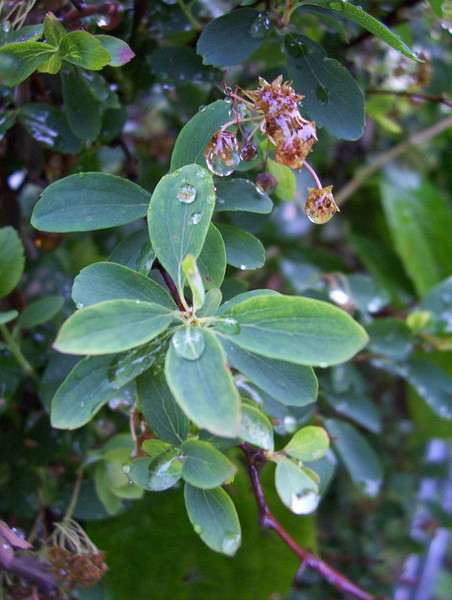 Dewdrops
