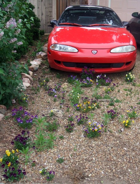Pansy Driveway