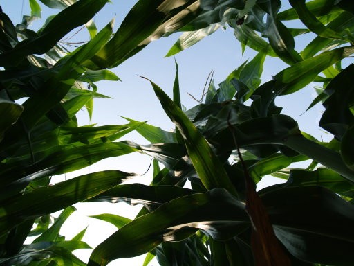 Up towards the sky