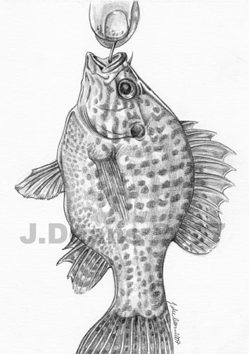 Sunfish Caught
