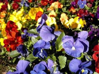 Colors and Beauty