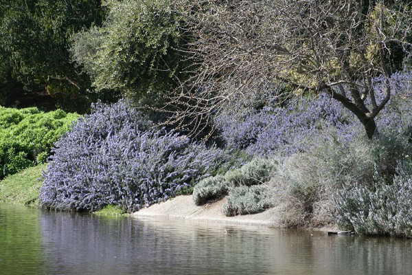 UC Davis Arboretum 2