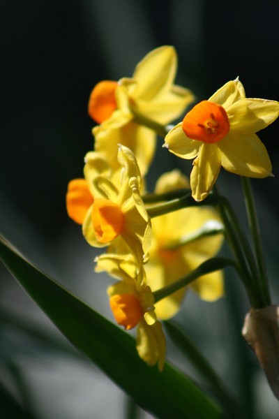 Perfect Spring Daffodils