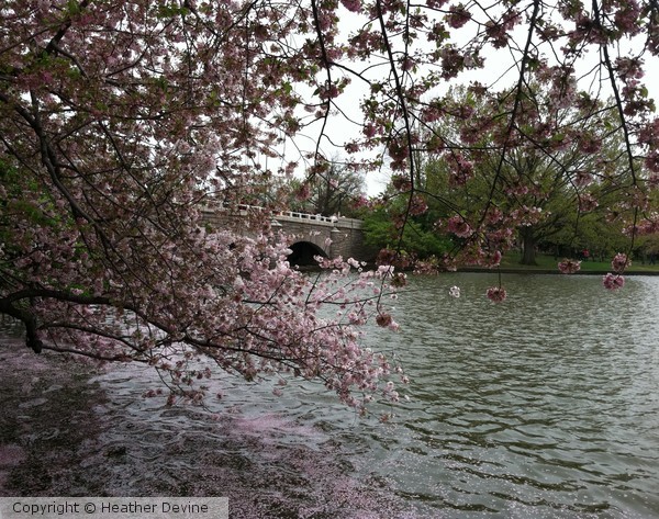 Cherry Blossoms
