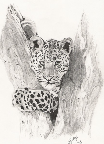 Leopard in a tree