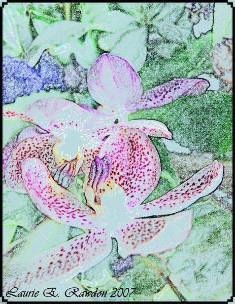 Dreams of an Orchid