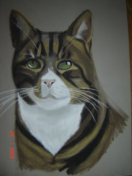 Cat 2