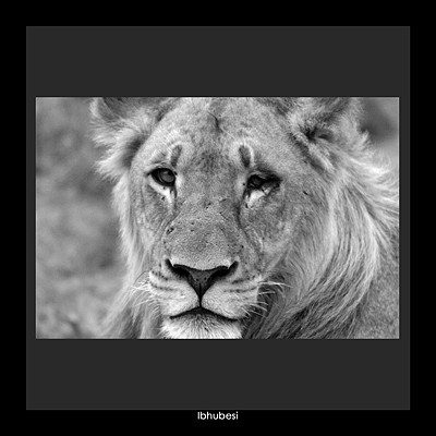 Ibhubesi / Male Lion
