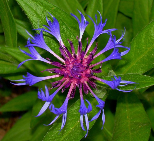The Art of Flowers #6