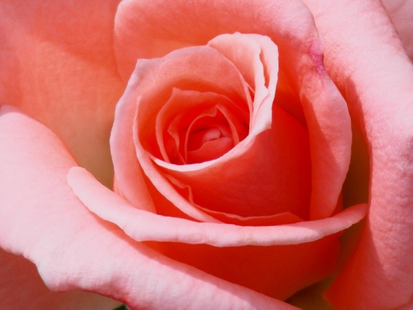A Single Rose